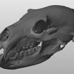 Bear skull
