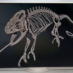 chameleon 3D