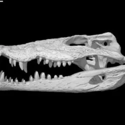 Crocodylus rhombifer, Cuban Crocodile skull