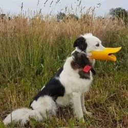 cute dog muzzle duck