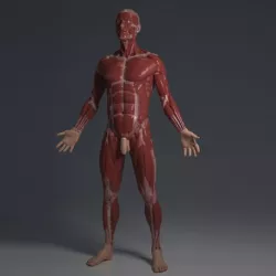 Ecorche for printing 3D print model