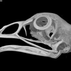 Gallus gallus, Domestic Chicken