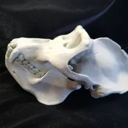 HIGH RESOLUTION REPLICA SCAN GORILLA SKULL FULL SIZE