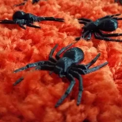 House Spider Fixed