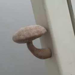 magnet mushroom 1