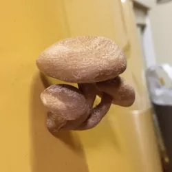 magnet mushroom 2