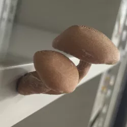 magnet mushroom 3