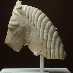 Marble head of a horse