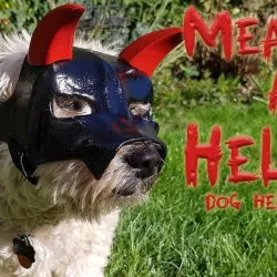 "Mean As Hell" Dog Helmet