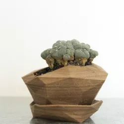 Planter #3