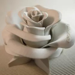 Rose - real flower (without inscription)