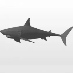 Shark - shark