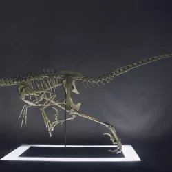 Skeleton of Vélociraptor real size Part04/05