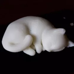 sleeping kitten