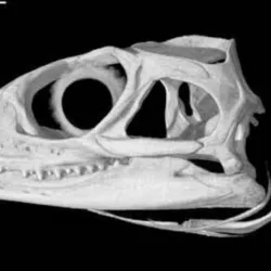 Sphenodon punctatus, Tuatara skull