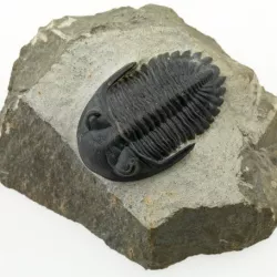 Trilobite (P149623)