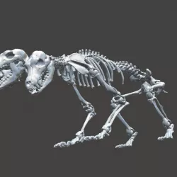Unknown Creatures - Cerberus Skeleton