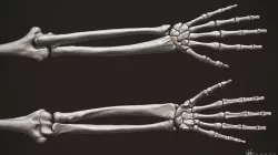 3D Human Arm Bones 3D model