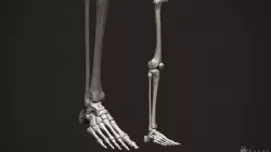 3D Human Leg Bones 3D model