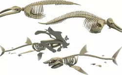 3D Sharks Skeletons 3D model
