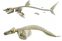 3D Sharks Skeletons 3D model