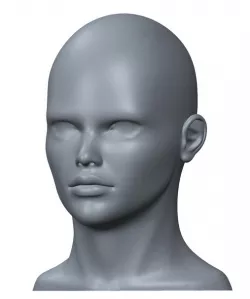 Adult Human Head