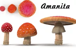 Amanita Low-poly  3D model