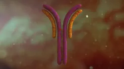 Antibody Anatomy Immune biology Cell Human system Low-poly  3D model