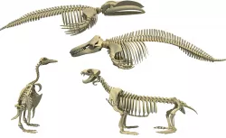Aquatic 3D Skeletons 3D model