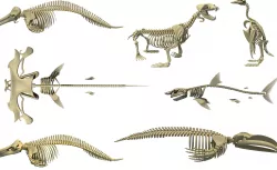 Aquatic Skeletons Models 3D model