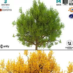 Bush 3d Model No 3 3 Seasons 3D model