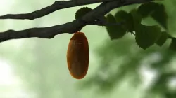 butterfly 3D model