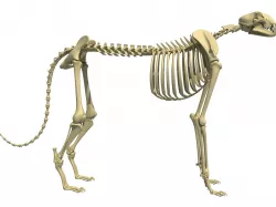 Cheetah Skeleton 3D model