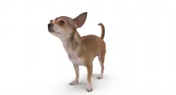 Chihuahua Low-poly  3D model