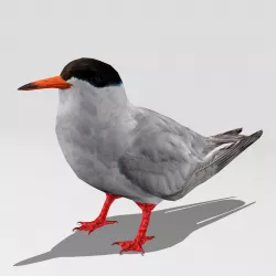 Common Tern Low-poly  3D model