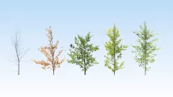 Extra lowpoly trees set Low-poly  3D model