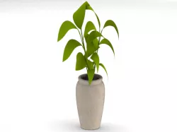Fikus house plant and pot