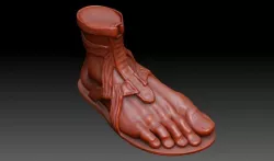 Foot Anatomy 3D model