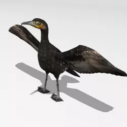 Great Cormorant Low-poly  3D model