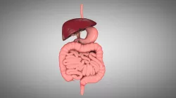 Human Digestive System  Low-poly  3D model