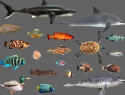 Low poly Fish Collection Animated - Game Ready Pack 2 Low-poly  3D model