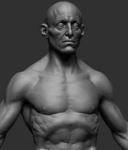 Male Anatomy v3 3D model