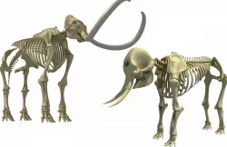 Mammoth and Elephant Skeletons 3D model