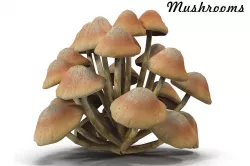Mushrooms Low-poly  3D model