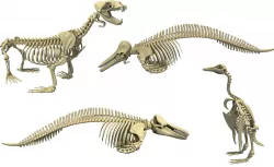 Ocean Skeleton 3D Models 3D model