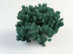 Pinus mops 3D model