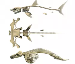 Sharks Skeletons 3D Models 3D model