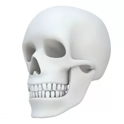 Skull without texture 3D model
