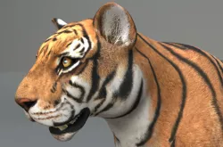 Tiger  3D model