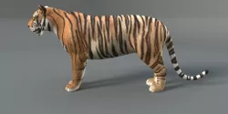 Tiger Rigged 3D model